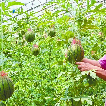 100шт Большой Защитный Мешок для Арбузов Сетка для овощей и фруктов Защита растений Садоводство Средства для борьбы с вредителями